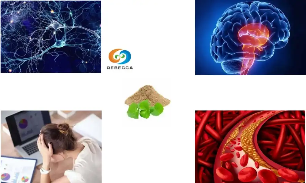 Gotu Kola Extract Powder: Is Long-Term Use Safe?